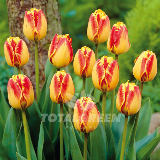 Tulips Darwin Hybrid Banja Luka Flower Bulbs 