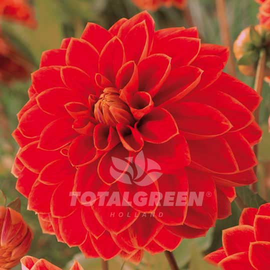 Dahlia Barbarossa - Plant Information
