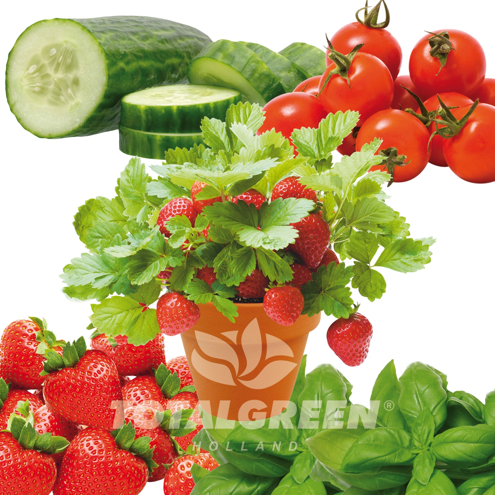 Seed Kits Fruits, Vegetables and Herbs