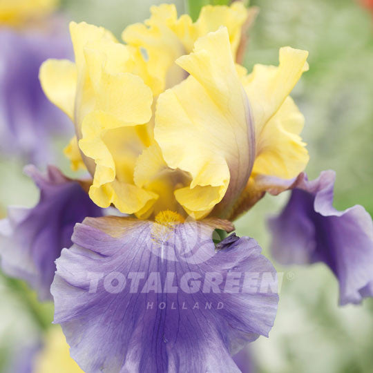 Bearded Iris Yellow Blue