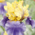Bearded Iris Yellow Blue