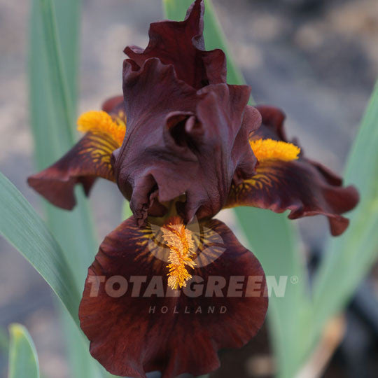 Bearded Iris dark Brown