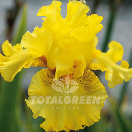 Bearded Iris Yellow