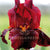 Bearded Iris dark Red