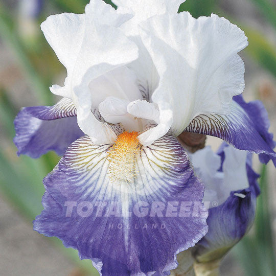 Bearded Iris White Blue
