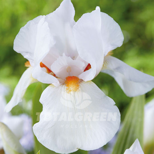 Bearded Iris White
