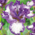 Bearded Iris Purple and White