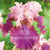 Bearded Iris Pink