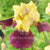 Bearded Iris Yellow and dark Purple
