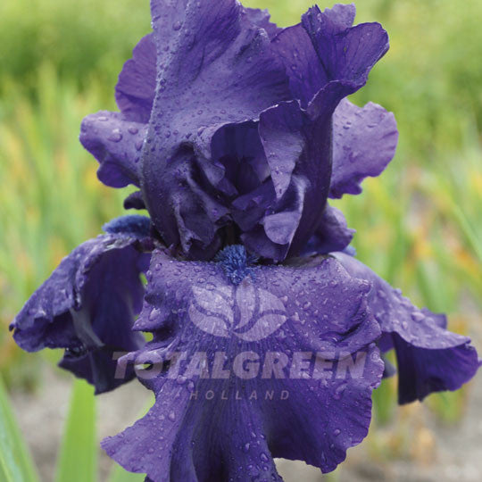 Bearded Iris Blue