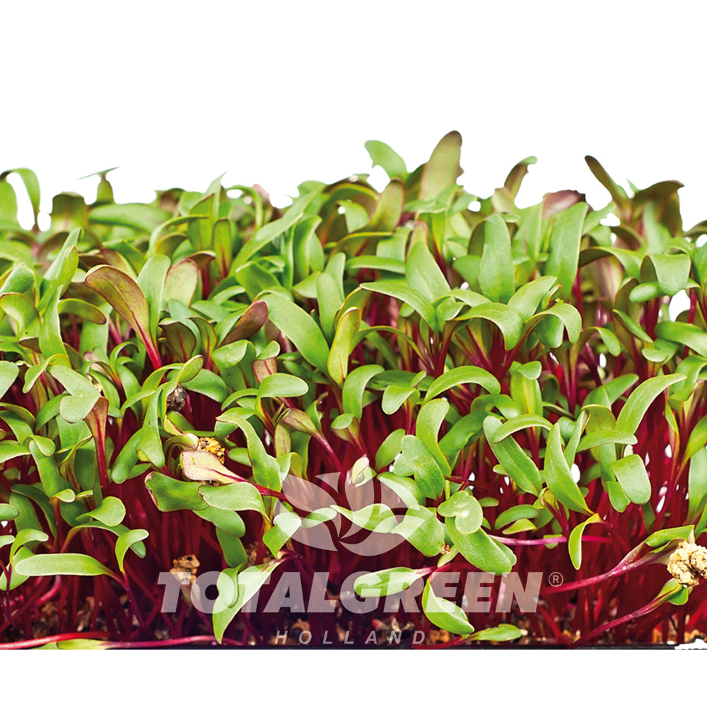 Microgreens Grow Kit