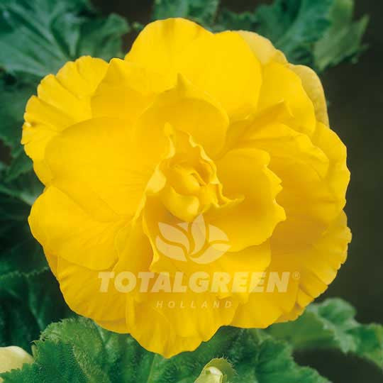 Begonias Double Camelia Yellow Flower Bulbs