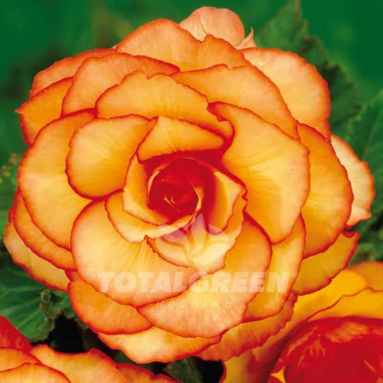 Begonias Double Camelia Orange Flower Bulbs