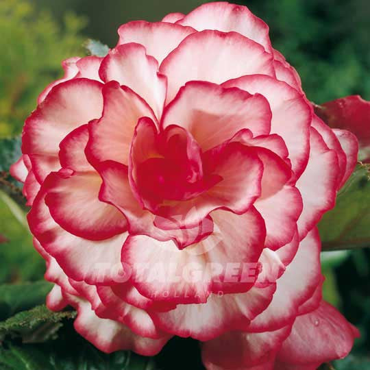 Begonias Double Camelia Picotee Flower Bulbs