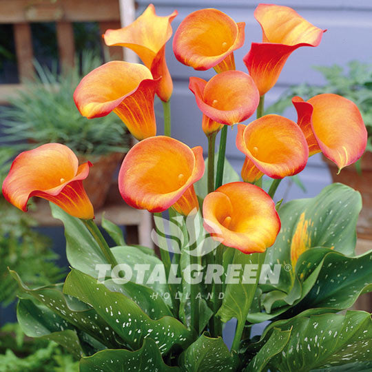 orange calla lily plant Calla (Zantedeschia) Orange - Plant Information