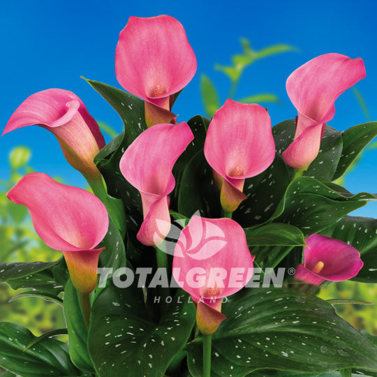 is zantedeschia an indoor or outdoor plant Calla (Zantedeschia) Pink - Plant Information