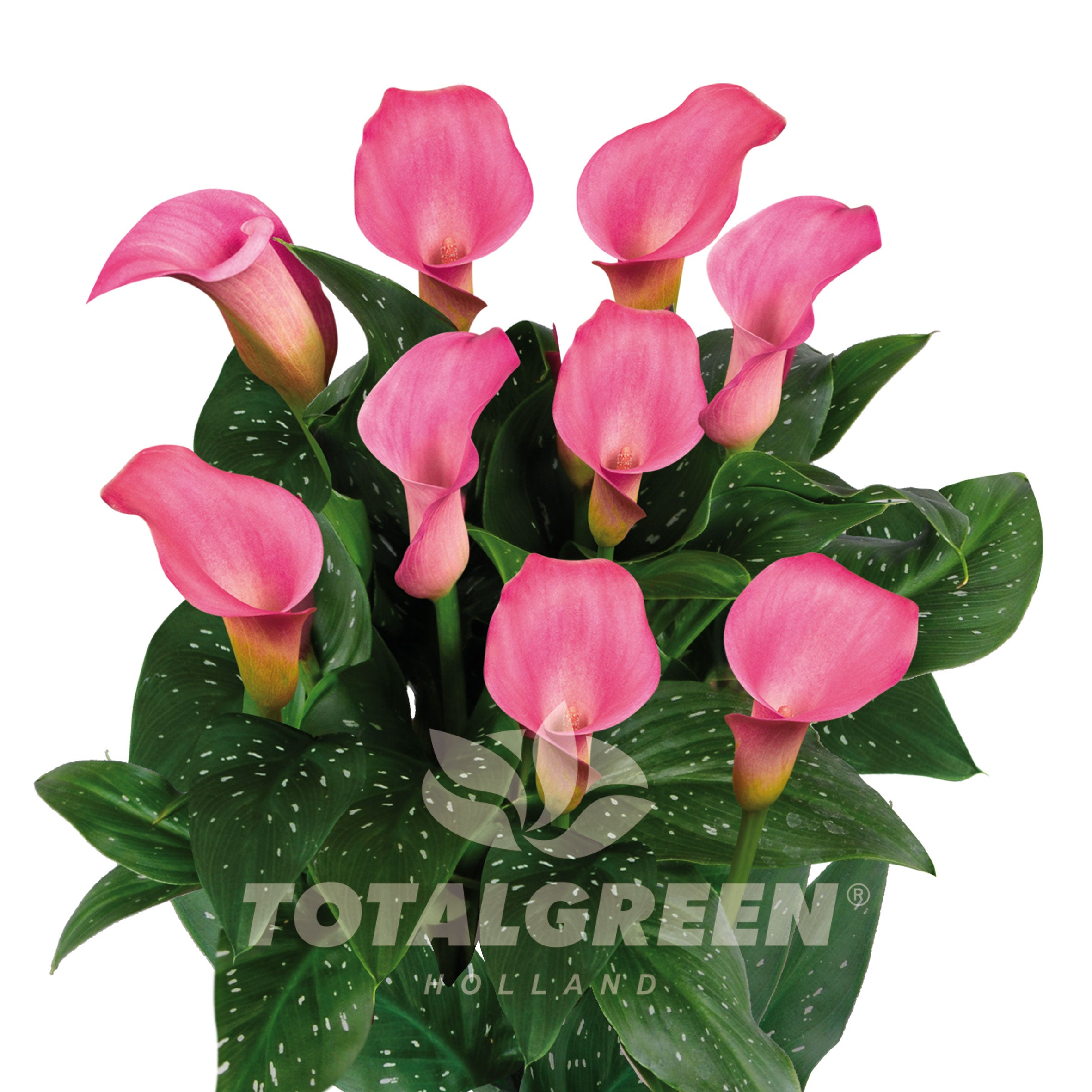 Calla Grow Kit Luxe - Growing Instructions