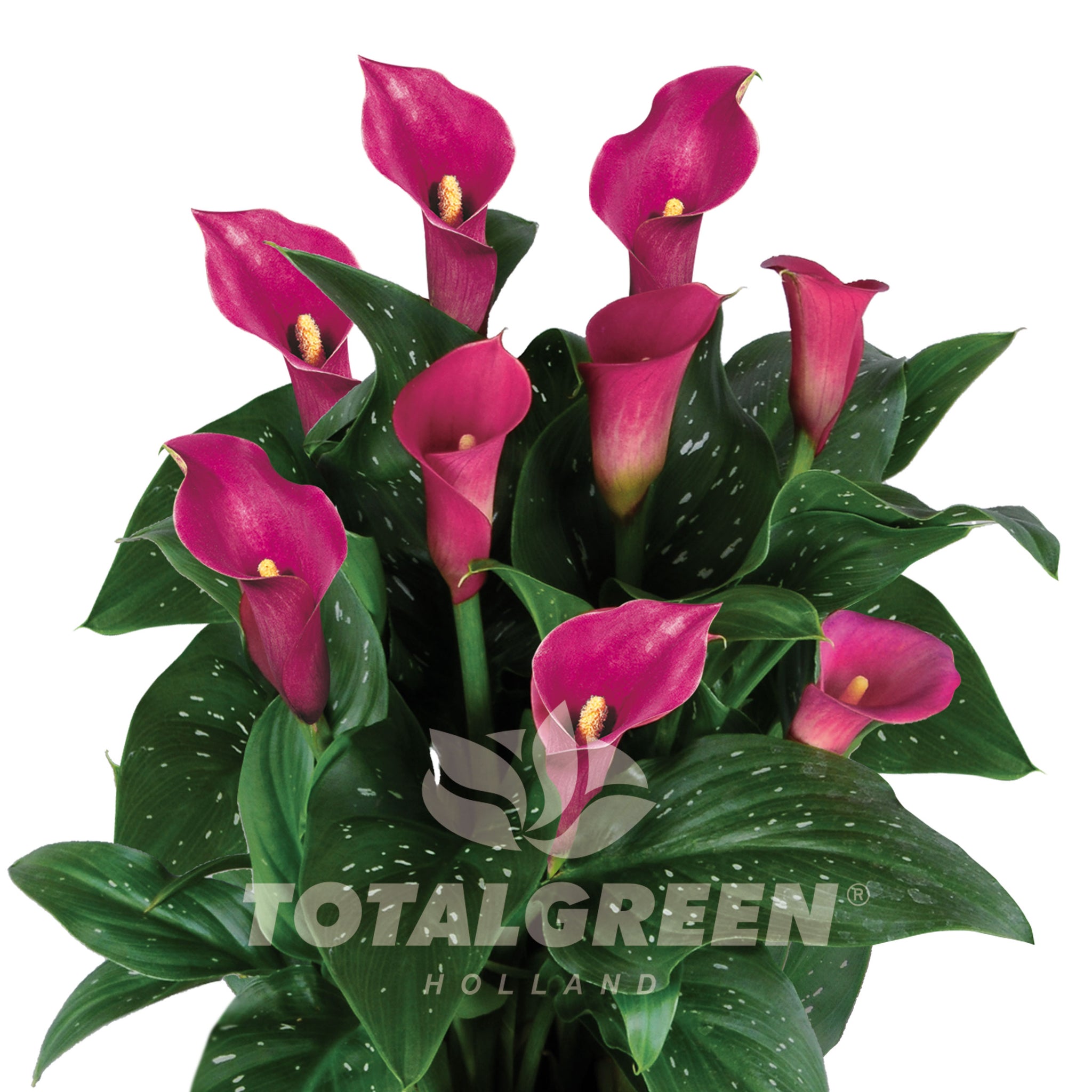 Calla Rocket Calla Grow Kit Luxe - Growing Instructions - TotalGreen Holland