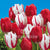 Canadian Flag Tulips