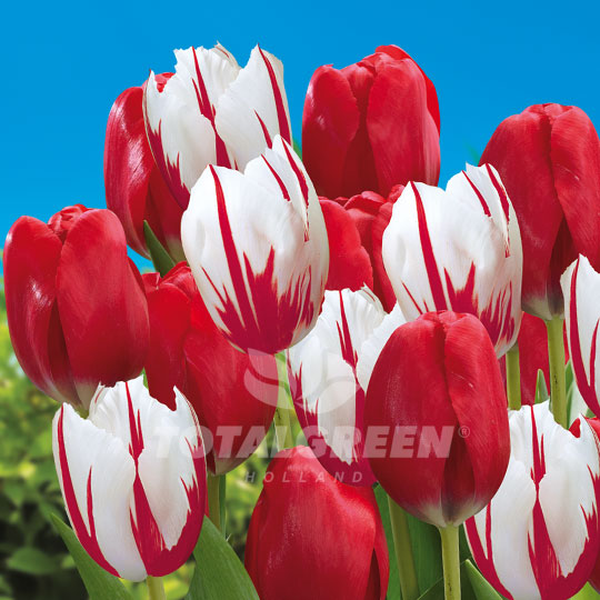 Tulips Triumph Canadian Flag TotalGreen Holland - Flowers & Bulbs