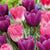 Tulips Triumph Candy Mixed
