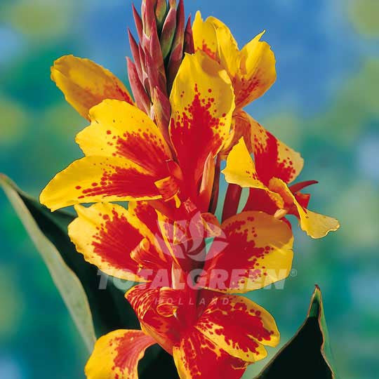Cannas Dwarf Red-Yellow Flower Bulbs