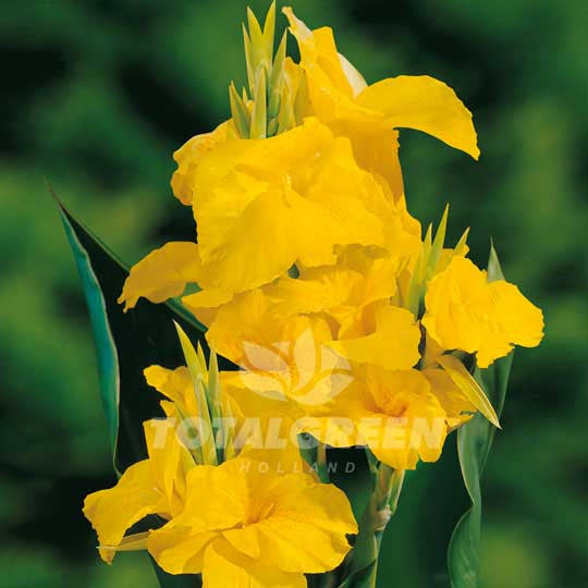 Cannas Dwarf Yellow Flower Bulbs