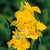 Cannas Dwarf Yellow Flower Bulbs