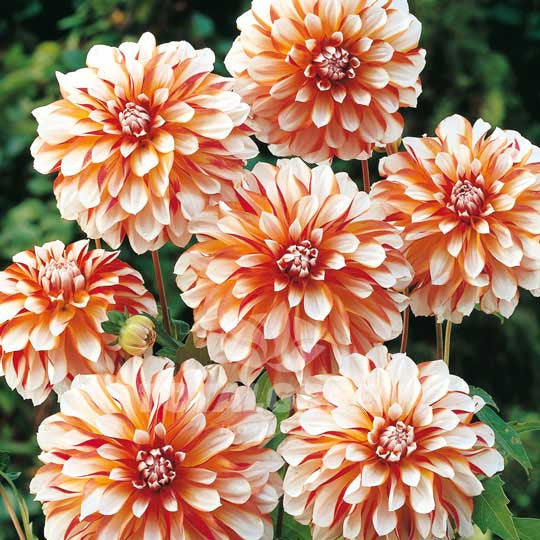 Dahlias Caribbean Fantasy Flower Bulbs