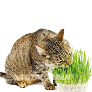 Cat Grass Grow Kit