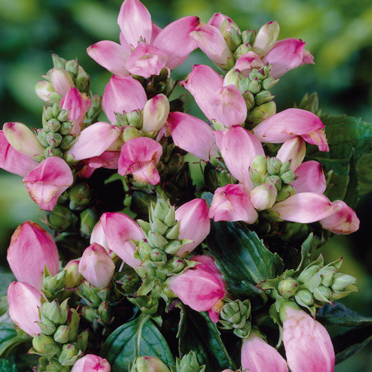Turtlehead Chelone Oblique Flower Bulbs 