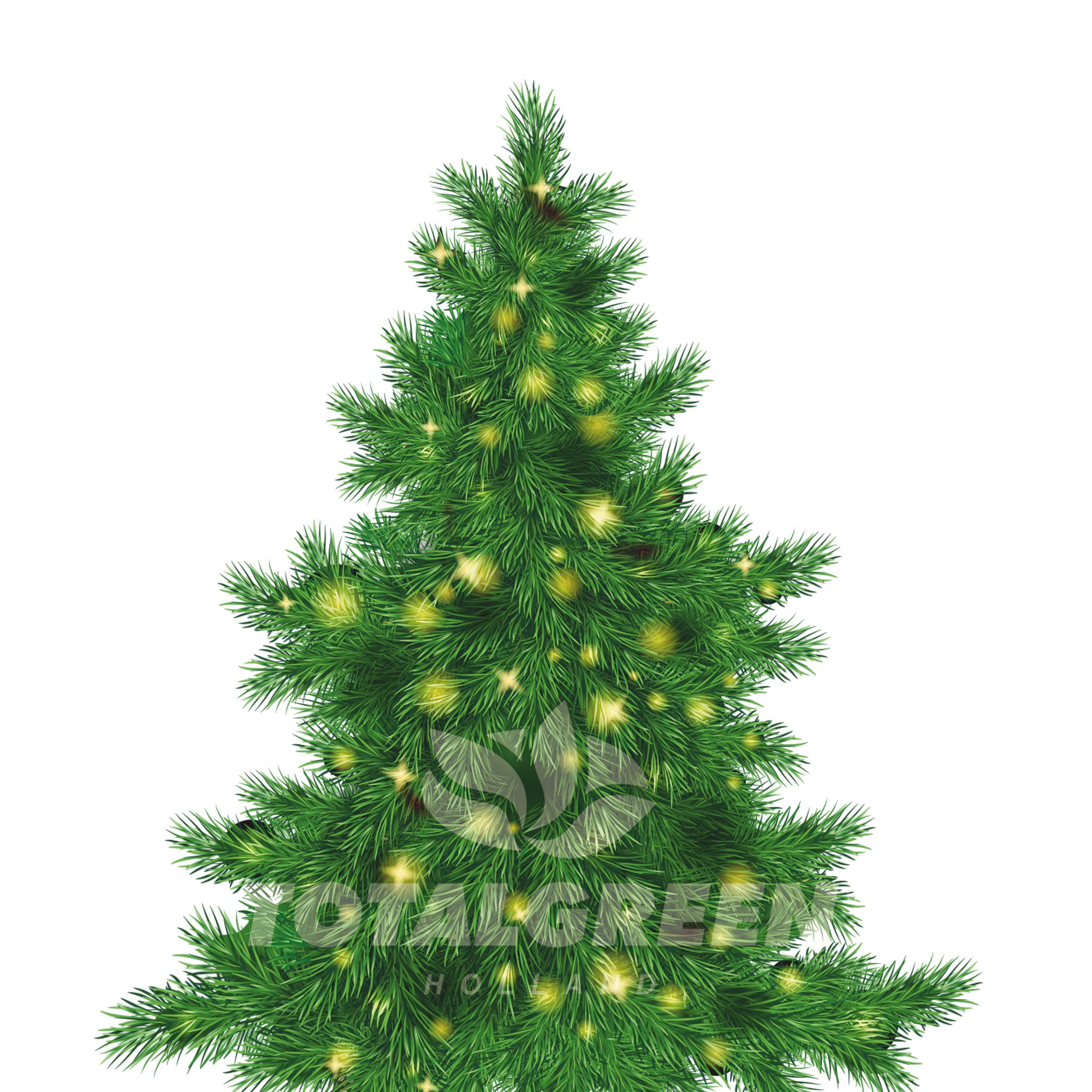 Christmas Tree-To-Be Spruce Grow Kit