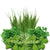 City Garden Grow Kit Herbs/Veggies