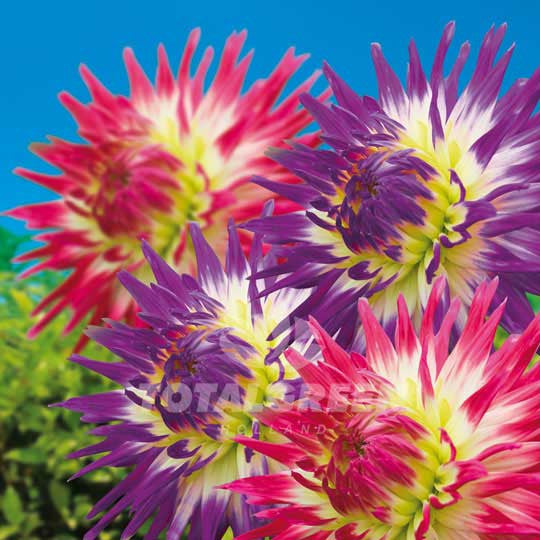 Dahlias Cactus Veritable – Haley Jane Flower Bulbs