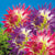Dahlias Cactus Veritable – Haley Jane Flower Bulbs