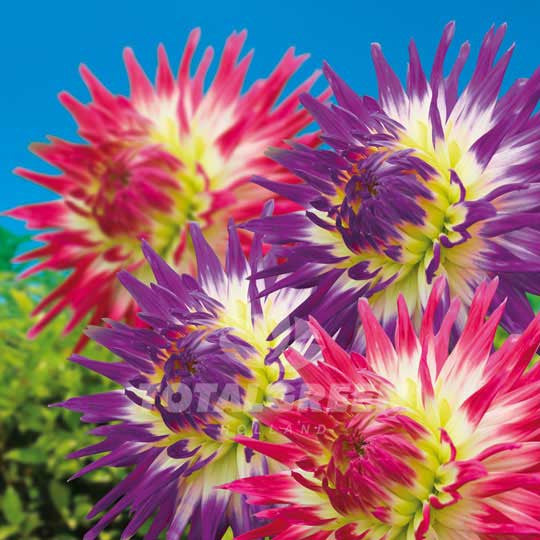 Dahlias Cactus Veritable – Haley Jane – Planting Information