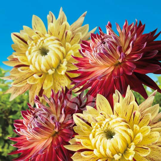 Dahlias Cambridge – Manhattan Island Flower Bulbs
