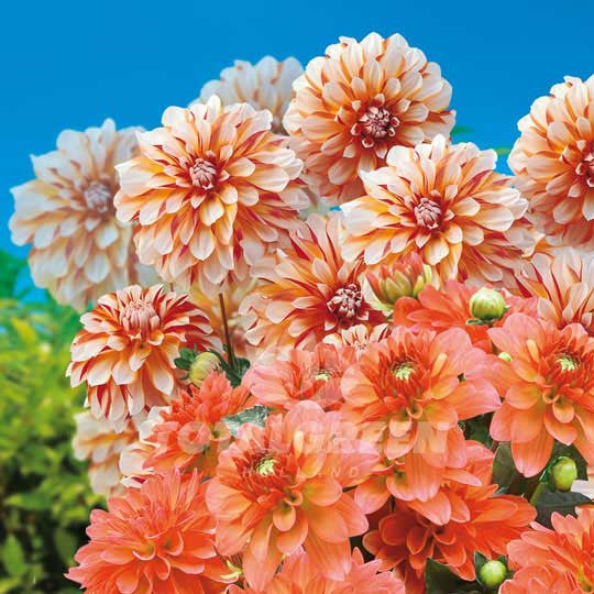 Dahlias Caribbean Fantasy – Matisse Flower Bulbs