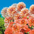 Dahlias Caribbean Fantasy – Matisse Flower Bulbs