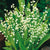 Lily of the Valley Convallaria Majalis Flower Bulbs