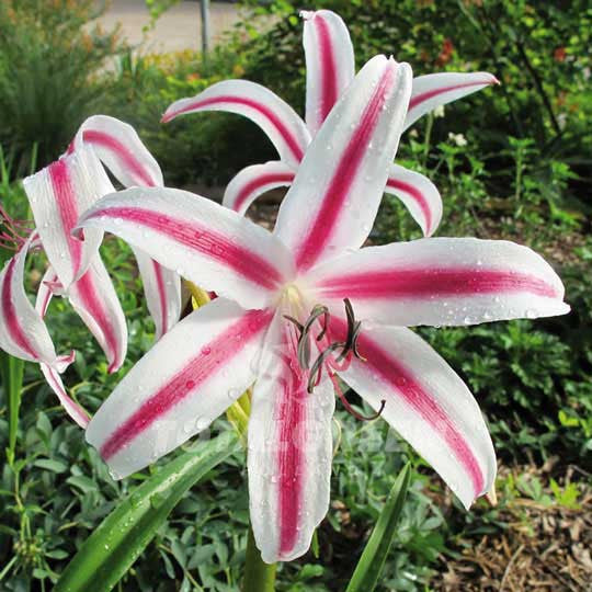 Crinum Flower Bulbs