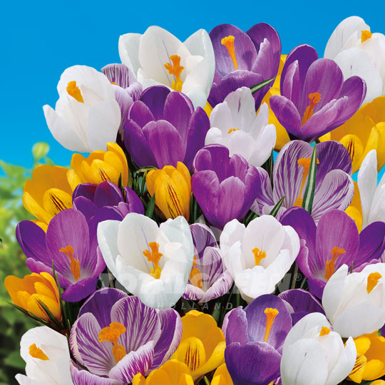 Crocus Specie Mixed