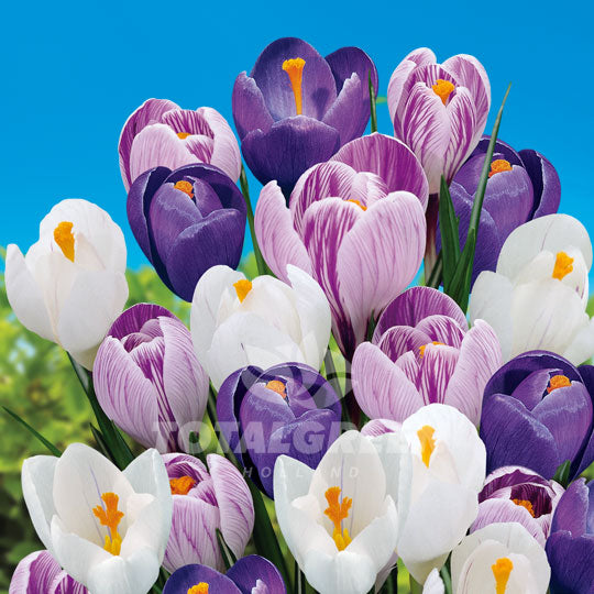 Crocus Blue / White / Purple Mixed