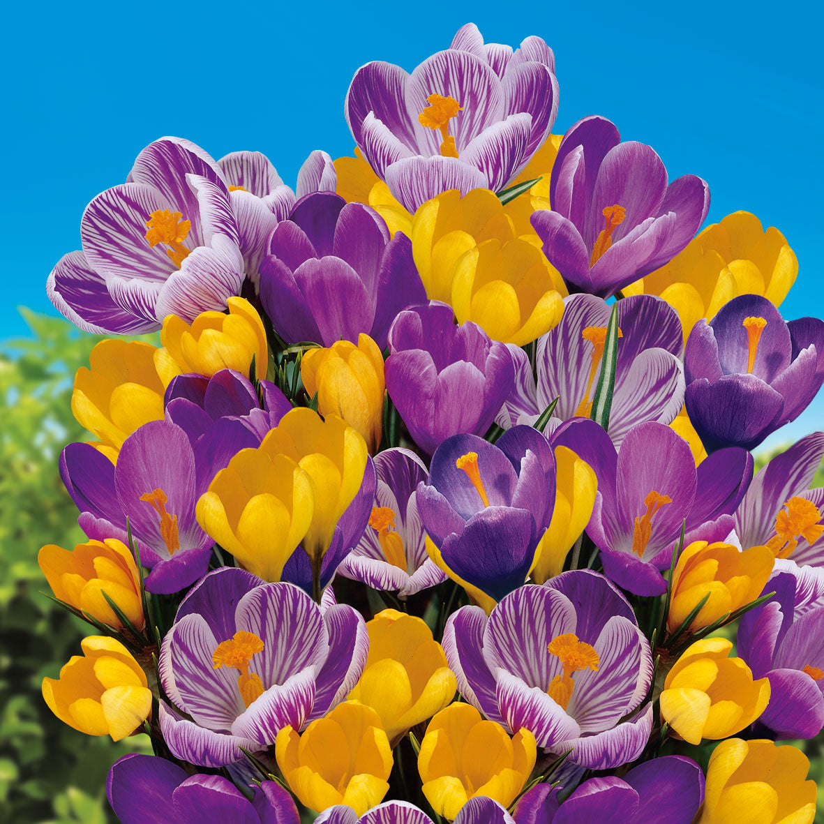 Crocus Yellow / Purple Mixed