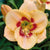 Daylily Hemerocallis Custard Candy Flower Bulbs