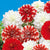 Dahlias Red, White and Red/White