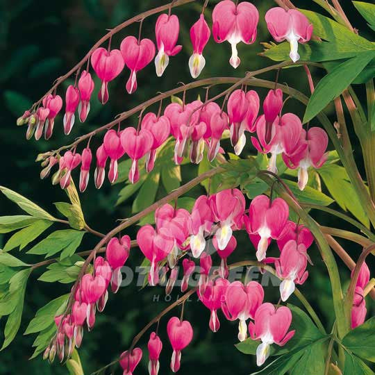 Bleeding Heart Dicentra Spectabilis Flower Bulbs