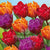 Tulips Double Purple, Red, Orange