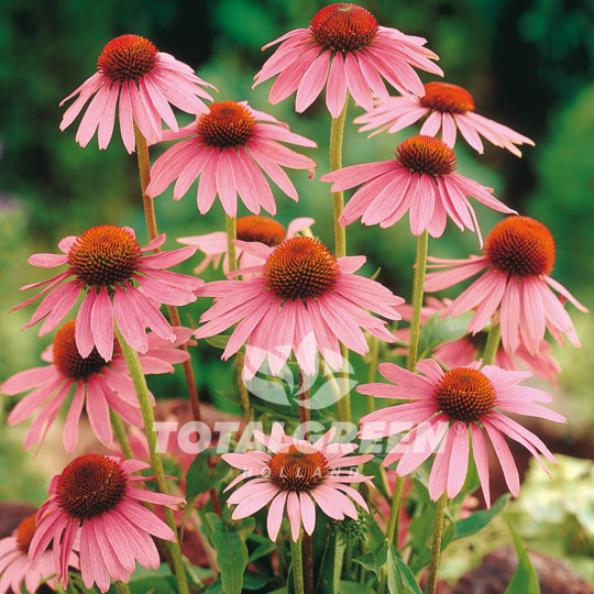 Cone Flower Echinacea Purpurea