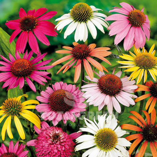 Cone Flower Echinacea